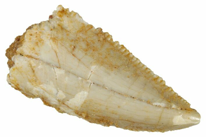 Serrated, Raptor Tooth - Real Dinosaur Tooth #275122